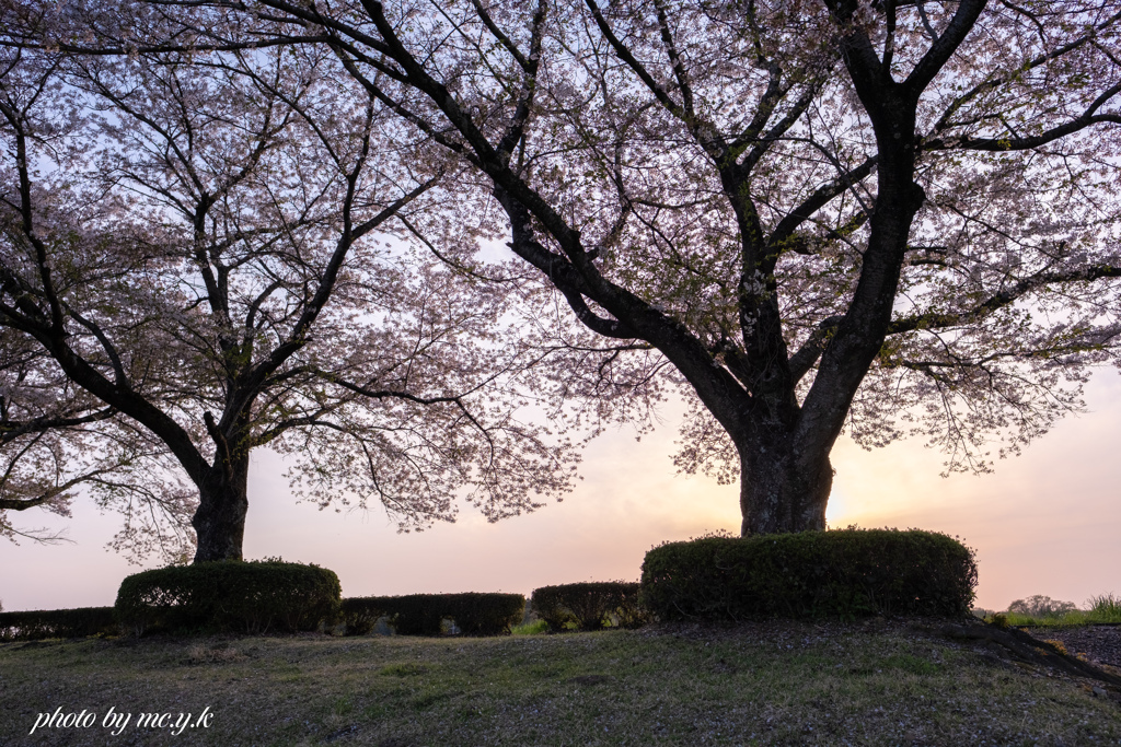 暮時の桜