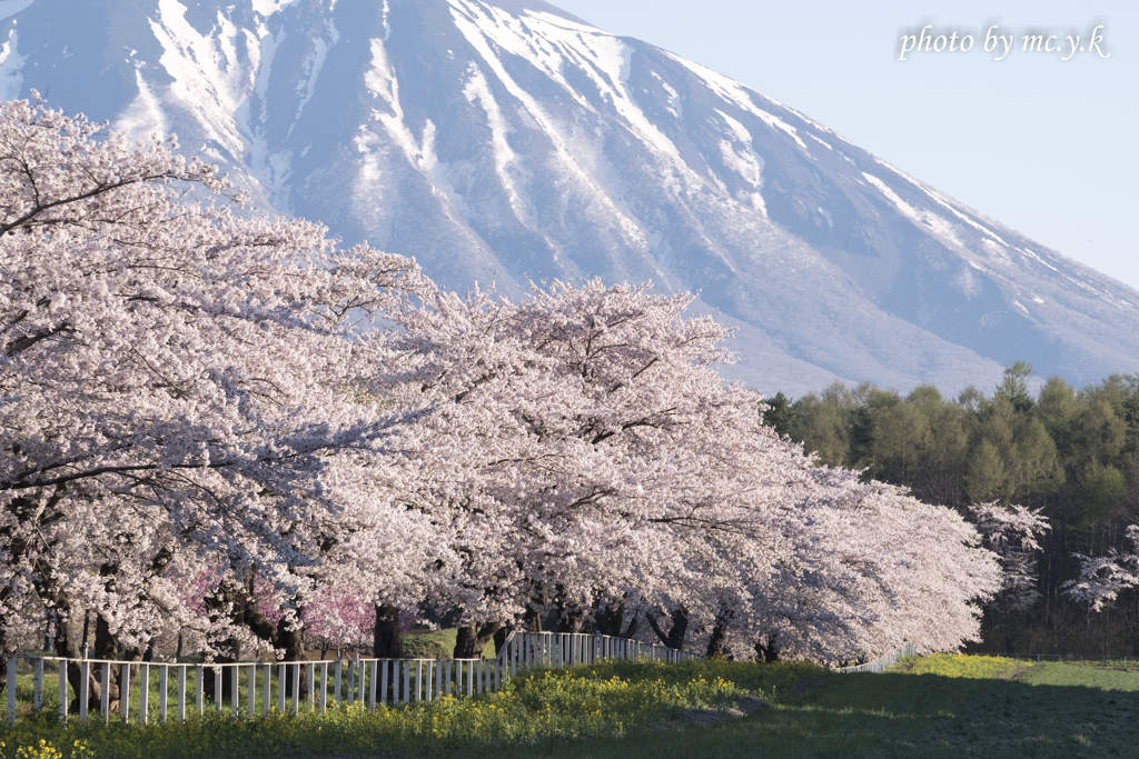 爛桜