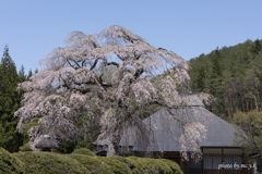 古寺の枝垂れ桜