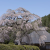 古寺の枝垂れ桜