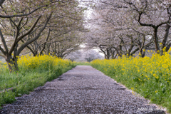 陽春落花