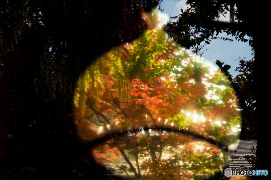 栗の中の紅葉