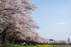 桜堤