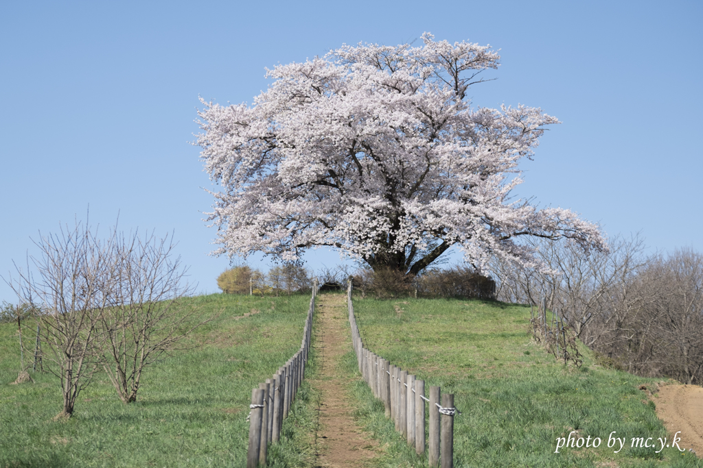 神木桜