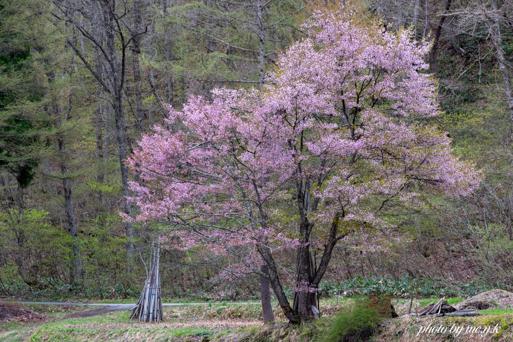 畔に咲く山桜