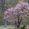 畔に咲く山桜