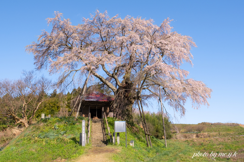 燦爛桜