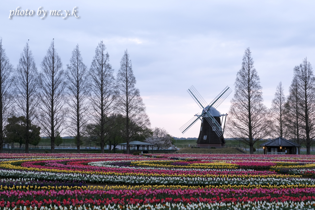 春の朝 By Mc Y K Id 写真共有サイト Photohito