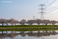 鉄塔＆築堤桜