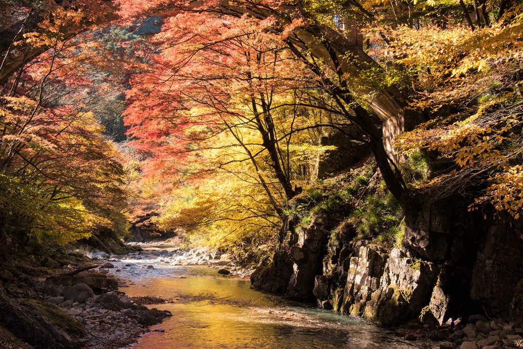 渓谷の紅葉