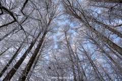 冬空仰ぐ