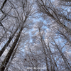 冬空仰ぐ