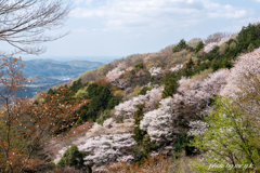 春闌ける