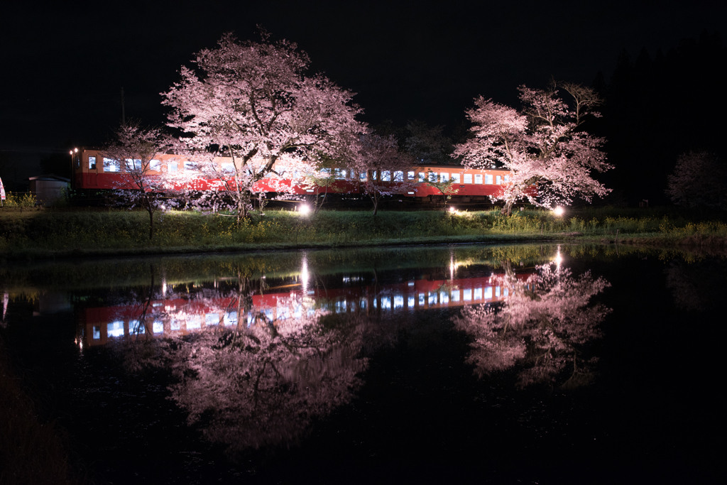 夜桜