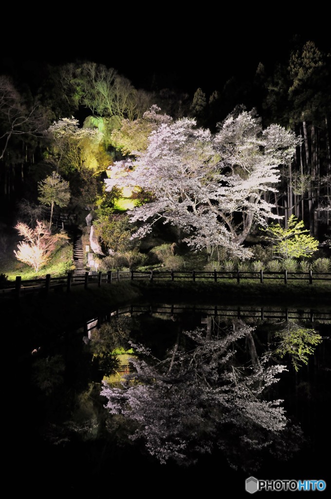 山桜満開