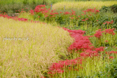 黄金稲穂と唐紅華