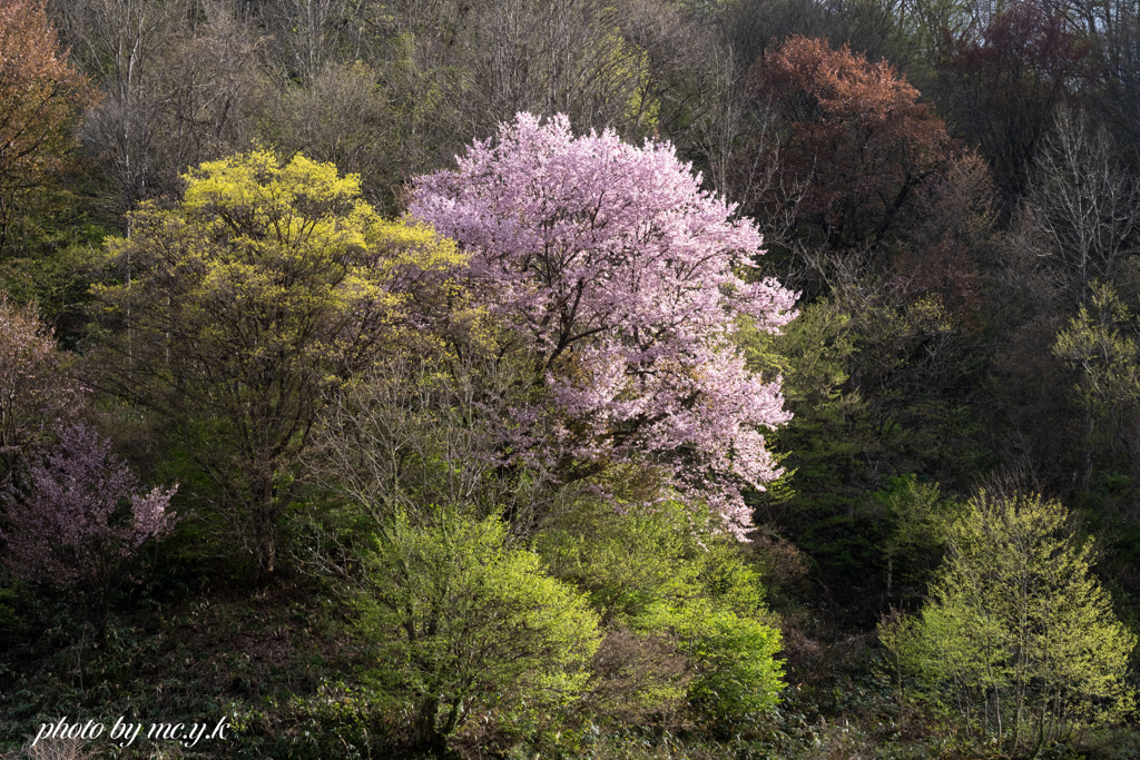 桜耀く