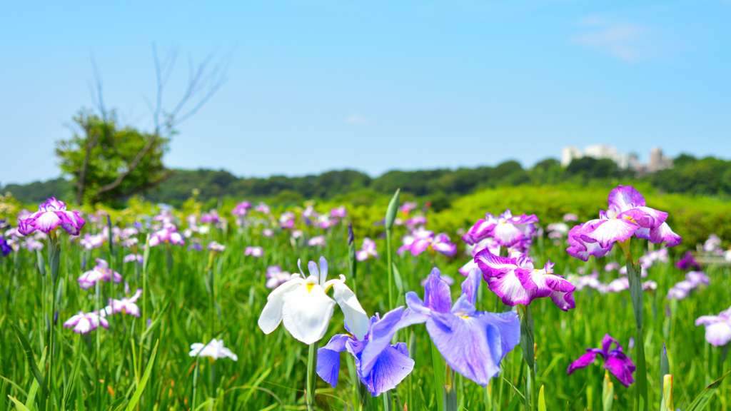 見頃の花々