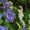 紫陽花の路