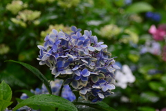 青紫陽花②
