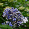 青紫陽花②