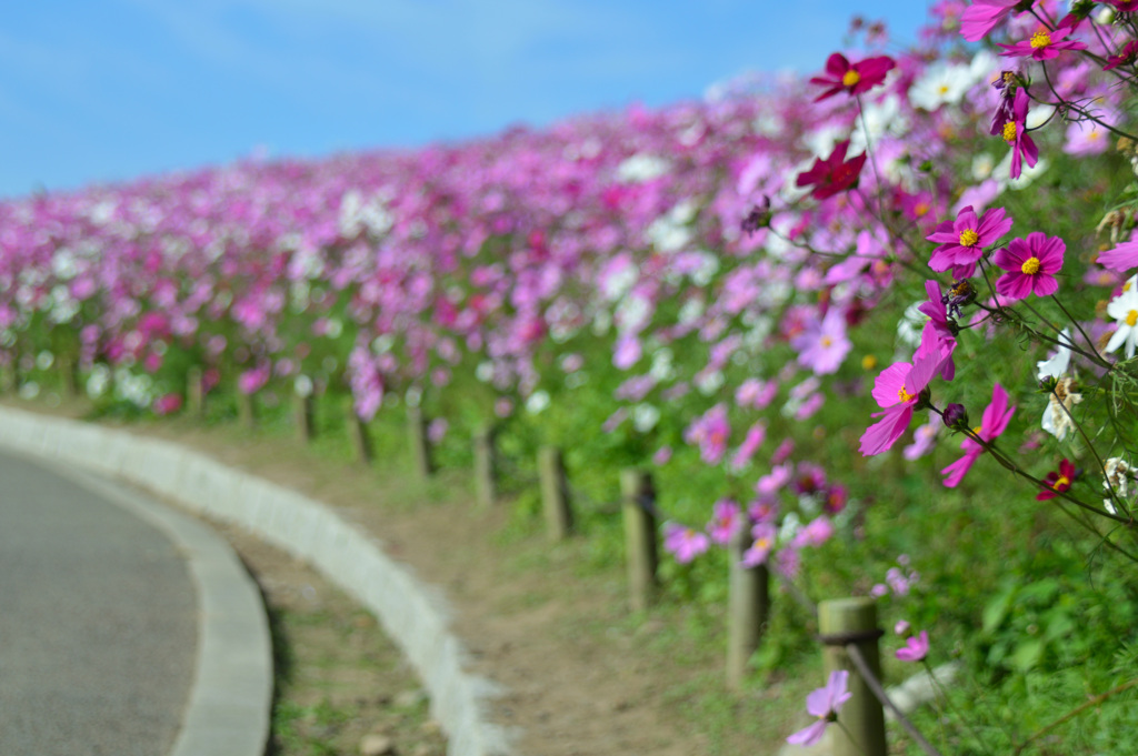 秋の花道