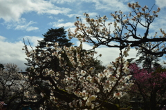 白梅の咲き誇る庭