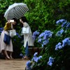 女子会を見守る紫陽花