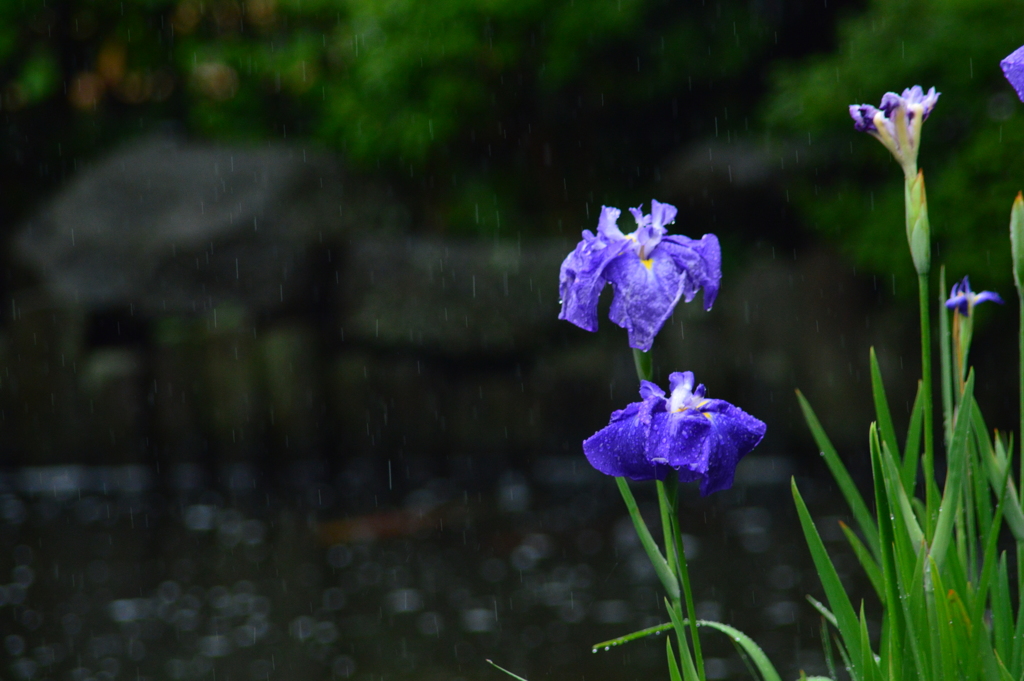 雨とあやめ（多分）