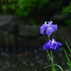 雨とあやめ（多分）