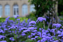 曇りの花園