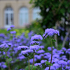 曇りの花園