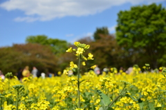 せいたかのっぽの菜の花