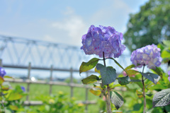 紫陽花と陸橋