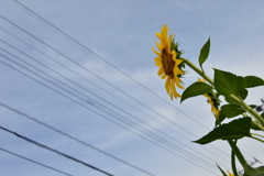 夏の空