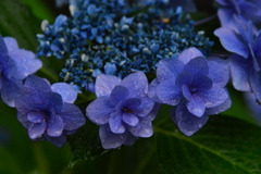 青紫陽花
