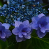 青紫陽花