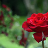 花の女王