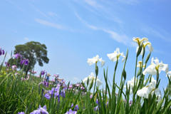 花菖蒲の咲く季節