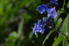 紫陽花の路③