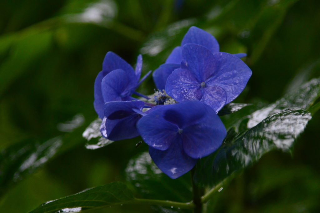 青紫陽花③