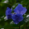 青紫陽花③