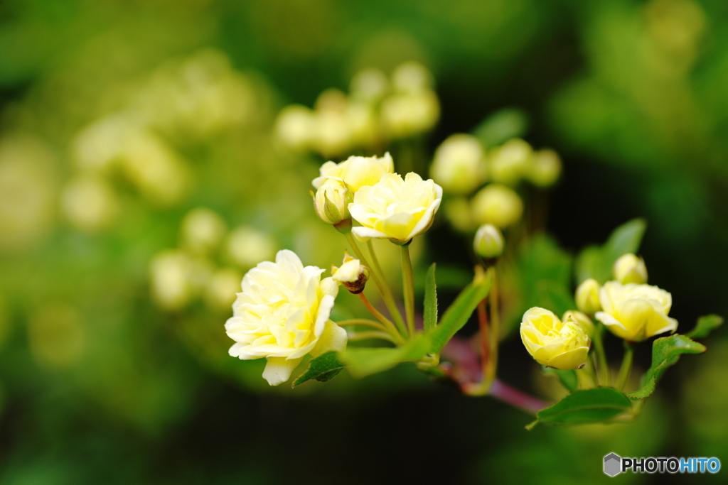 春の花