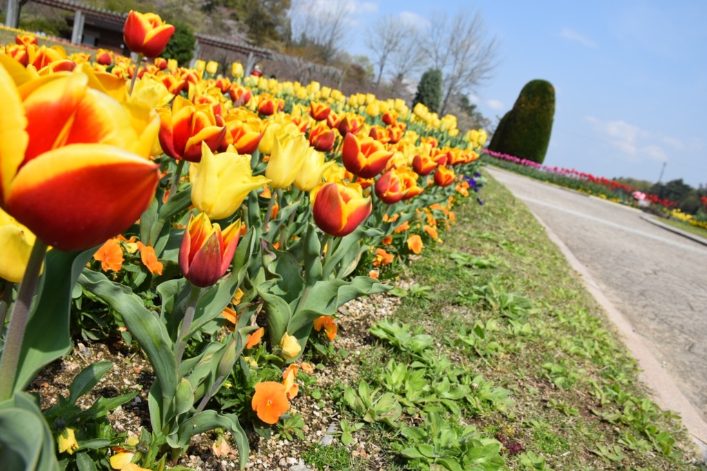 赤、黄、赤、黄