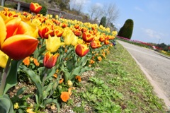 赤、黄、赤、黄