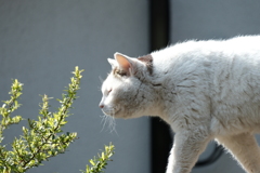 通りすぎる猫