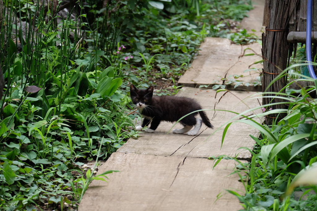 子猫