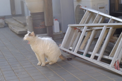 横向いた　猫