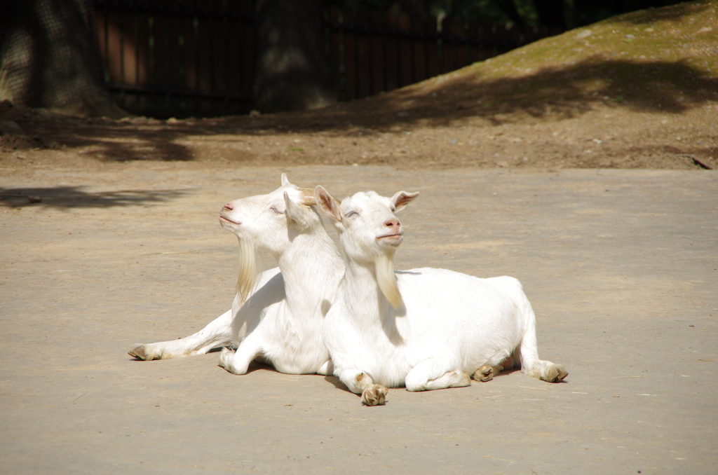 動物たち