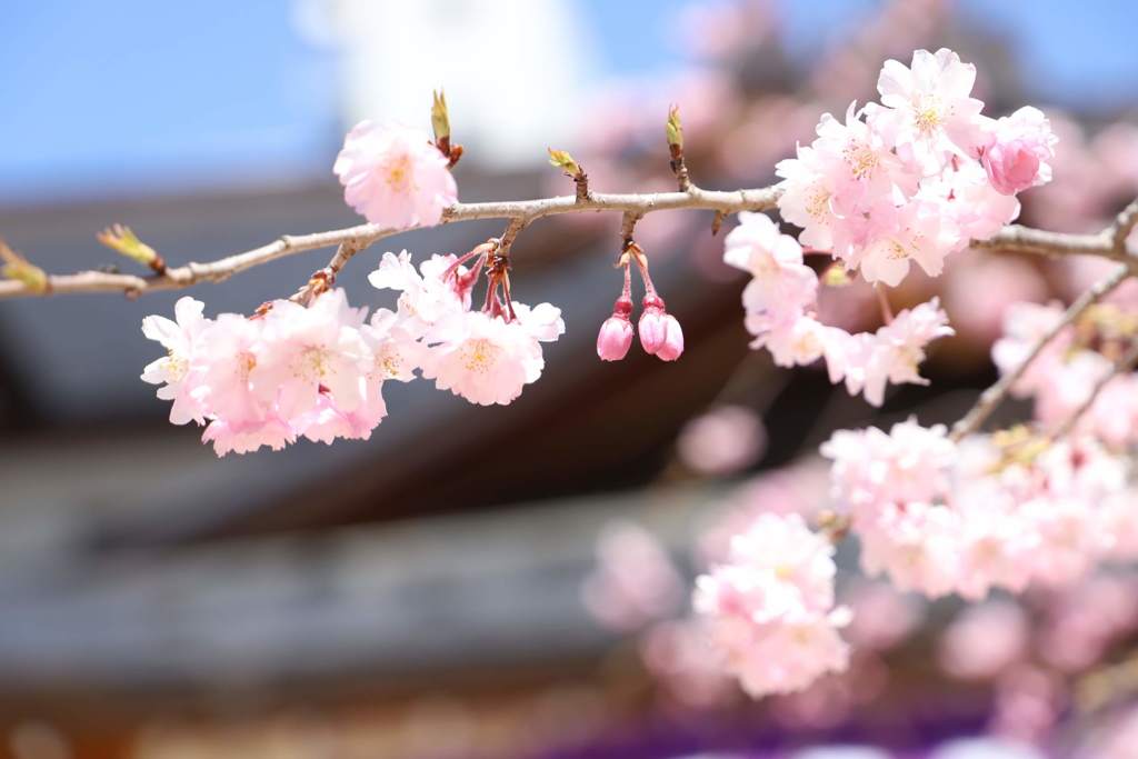 さくら